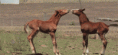 /album/fenykepgaleria/a40b194856b7a0381bf67b8e2c1460f36-gif/