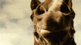 /album/fenykepgaleria/a3431-gif/