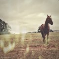 /album/fenykepgaleria/a28569-farm-horse-jpg/