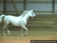 /album/fenykepgaleria/a1315964-o-gif/