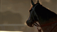 /album/fenykepgaleria/a811455-gif/