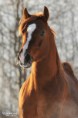 /album/fenykepgaleria/arabian-horse-eksel-3-by-vikarus-d3c5edn-jpg/
