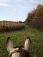 /album/fenykepgaleria/ears-jpg/
