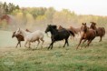 /album/fenykepgaleria/engagement-horses-minnesota-13-jpg/