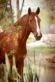 /album/fenykepgaleria/f585b298c5086a1da89e05f13943b2f9-jpg/