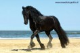 /album/fenykepgaleria/friesian-stallion-beache2-by-lifaya-jpg/