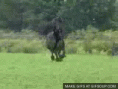 /album/fenykepgaleria/friesian-gallop-o-gif/