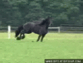 /album/fenykepgaleria/friesian-o-gif/