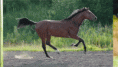 /album/fenykepgaleria/galloping-gif/