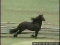 /album/fenykepgaleria/gallop-o-gif/