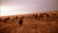 /album/fenykepgaleria/giphy-gif/