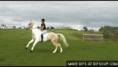 /album/fenykepgaleria/high-horse-jump-o-gif/