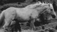 /album/fenykepgaleria/horse-gif/