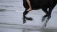 /album/fenykepgaleria/shar-1948-359-2-gif/