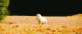 /album/fenykepgaleria/tumblr-inline-nkftl9nap71sxwn68-gif/