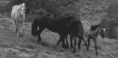 /album/fenykepgaleria/tumblr-lolasbruty1qik76eo1-500-gif/
