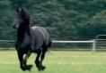 /album/fenykepgaleria/tumblr-lwp01hrqr61ql089bo1-250-gif/
