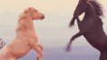 /album/fenykepgaleria/tumblr-mh4ziwimpf1rhpp81o1-500-gif/