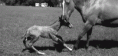 /album/fenykepgaleria/tumblr-mjh60qhnms1qe2thio1-500-gif/