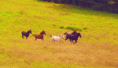 /album/fenykepgaleria/tumblr-mlxo8caxkt1r7k46so1-500-gif/