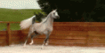 /album/fenykepgaleria/tumblr-mn13l78yry1rj7ixxo1-500-gif/
