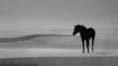/album/fenykepgaleria/tumblr-mo0qn0tzb11qe2thio1-500-gif/