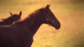 /album/fenykepgaleria/tumblr-mw67vmsppd1rvaal1o1-500-gif/