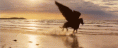 /album/fenykepgaleria/tumblr-n0olwyjgs31rmd611o1-500-gif/